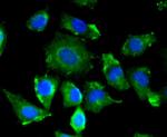 VEGF Antibody in Immunocytochemistry (ICC/IF)