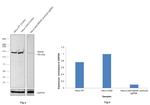 MSH6 Antibody in Western Blot (WB)