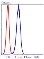 PHD1 Antibody in Flow Cytometry (Flow)