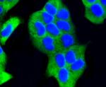 PHD1 Antibody in Immunocytochemistry (ICC/IF)