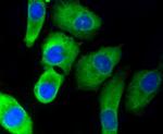 PHD1 Antibody in Immunocytochemistry (ICC/IF)