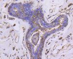 PHD1 Antibody in Immunohistochemistry (Paraffin) (IHC (P))