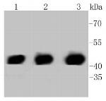 PHD1 Antibody in Western Blot (WB)