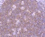 SHIP1 Antibody in Immunohistochemistry (Paraffin) (IHC (P))