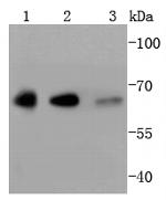 YY1 Antibody in Western Blot (WB)