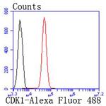 CDK1 Antibody in Flow Cytometry (Flow)