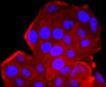 CDK1 Antibody in Immunocytochemistry (ICC/IF)