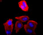 CDK1 Antibody in Immunocytochemistry (ICC/IF)