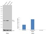 CDK1 Antibody in Western Blot (WB)