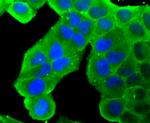 HSP90 beta Antibody in Immunocytochemistry (ICC/IF)