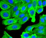 HSP90 beta Antibody in Immunocytochemistry (ICC/IF)