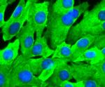 HSP90 beta Antibody in Immunocytochemistry (ICC/IF)