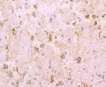 HSP90 beta Antibody in Immunohistochemistry (Paraffin) (IHC (P))