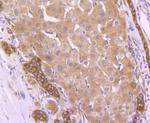 HSP90 beta Antibody in Immunohistochemistry (Paraffin) (IHC (P))