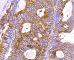 HSP90 beta Antibody in Immunohistochemistry (Paraffin) (IHC (P))