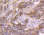 HSP90 beta Antibody in Immunohistochemistry (Paraffin) (IHC (P))