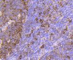 HSP90 beta Antibody in Immunohistochemistry (Paraffin) (IHC (P))