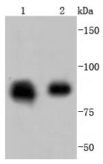 HSP90 beta Antibody in Western Blot (WB)