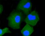 CD34 Antibody in Immunocytochemistry (ICC/IF)