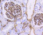 CD34 Antibody in Immunohistochemistry (Paraffin) (IHC (P))