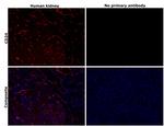 CD34 Antibody in Immunohistochemistry (Paraffin) (IHC (P))