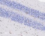 CD34 Antibody in Immunohistochemistry (Paraffin) (IHC (P))