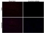 CD34 Antibody in Immunohistochemistry (Paraffin) (IHC (P))