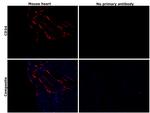 CD34 Antibody in Immunohistochemistry (Paraffin) (IHC (P))