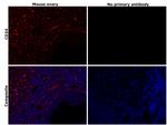 CD34 Antibody in Immunohistochemistry (Paraffin) (IHC (P))