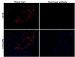 CD34 Antibody in Immunohistochemistry (Paraffin) (IHC (P))