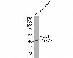 MCL-1 Antibody in Western Blot (WB)