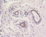 MCL-1 Antibody in Immunohistochemistry (Paraffin) (IHC (P))