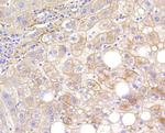 Calponin 1 Antibody in Immunohistochemistry (Paraffin) (IHC (P))