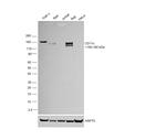 CD11c Antibody in Western Blot (WB)