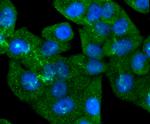 SMAD5 Antibody in Immunocytochemistry (ICC/IF)