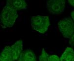 SMAD5 Antibody in Immunocytochemistry (ICC/IF)