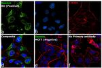 Desmin Antibody in Immunocytochemistry (ICC/IF)