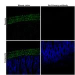 Desmin Antibody in Immunohistochemistry (Paraffin) (IHC (P))