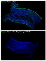 Desmin Antibody in Immunohistochemistry (Paraffin) (IHC (P))