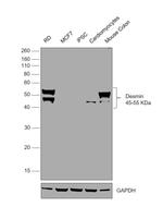 Desmin Antibody