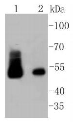 Desmin Antibody in Western Blot (WB)