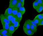 PIK3CA Antibody in Immunocytochemistry (ICC/IF)