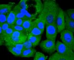 PIK3CA Antibody in Immunocytochemistry (ICC/IF)