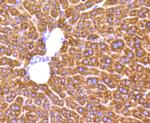 MMP2 Antibody in Immunohistochemistry (Paraffin) (IHC (P))