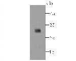 CD279 (PD-1) Antibody in Western Blot (WB)