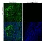 CD279 (PD-1) Antibody in Immunohistochemistry (Paraffin) (IHC (P))