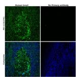 CD279 (PD-1) Antibody in Immunohistochemistry (Paraffin) (IHC (P))