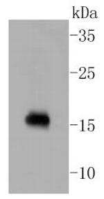 Calmodulin Antibody in Western Blot (WB)