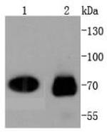 Cdc7 Antibody in Western Blot (WB)