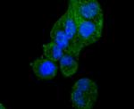 APAF1 Antibody in Immunocytochemistry (ICC/IF)